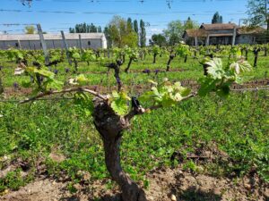 domaine-medoc-vignoble-chateau-grand-gallius-vin-rouge