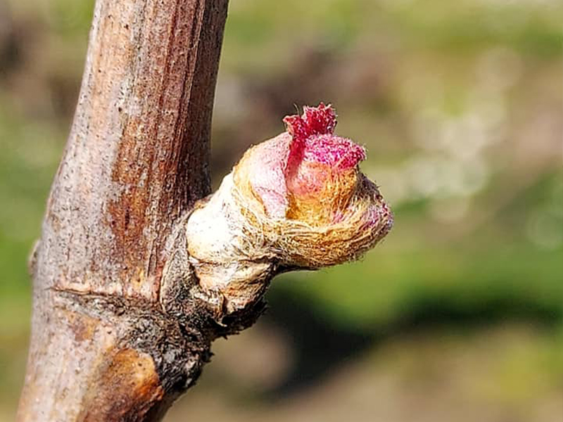 bourgeon-vigne-medoc-vin-rouge-chateau-grand-gallius