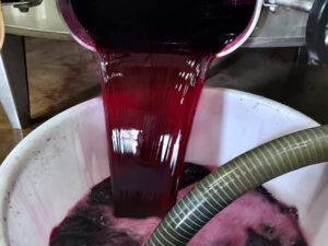 travail-vin-chai-medoc-vin-rouge-chateau-grand-gallius