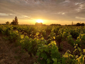 vigne-nuit-medoc-vin-rouge-chateau-grand-gallius